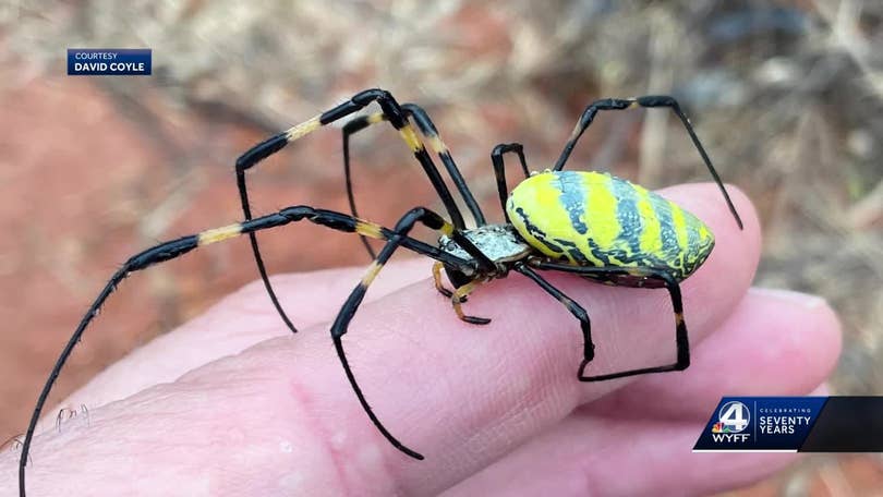 South Carolina: Joro spiders continue to spread in the Carolinas