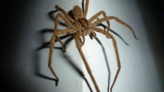 ZOO MIAMI HELPS DISCOVER A BRAND NEW SPIDER SPECIES IN MIAMI