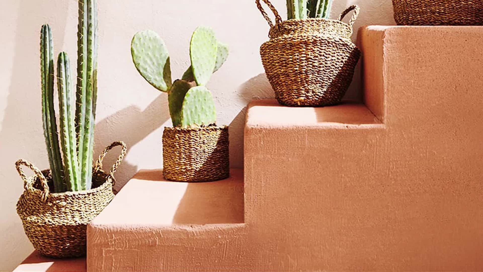 Todo sobre los cactus: cómo cuidarlos y decorar con ellos