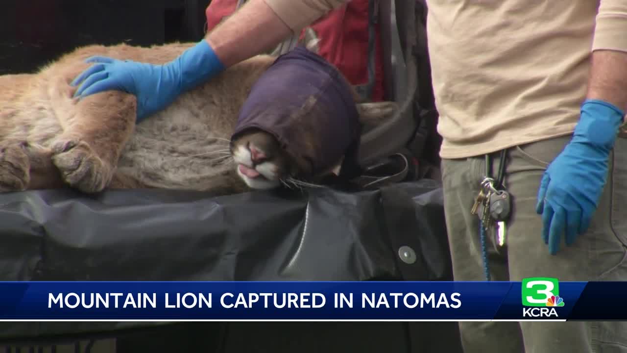 100 Pound Mountain Lion Captured In Sacramento