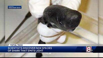 Forget the Flashlight: New Ninja Shark Species Lights up the Sea