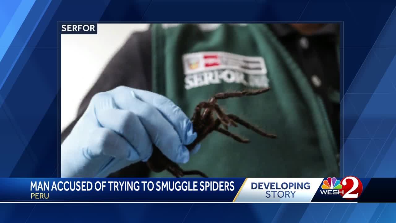 Man Accused Of Trying To Smuggle Spiders On Flight | Flipboard