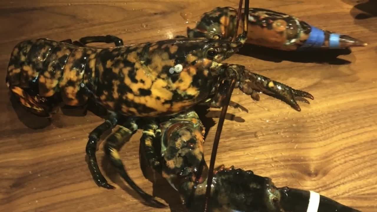A Speckled Lobster Caught The Eye Of Some Chefs At Red Lobster Turns Out It S 1 In 30 Million [ 720 x 1280 Pixel ]