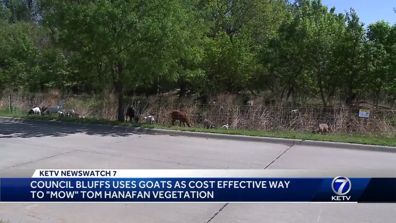 Council Bluffs usues goats as cost effective way to "mow" Tom Hanafan vegetation