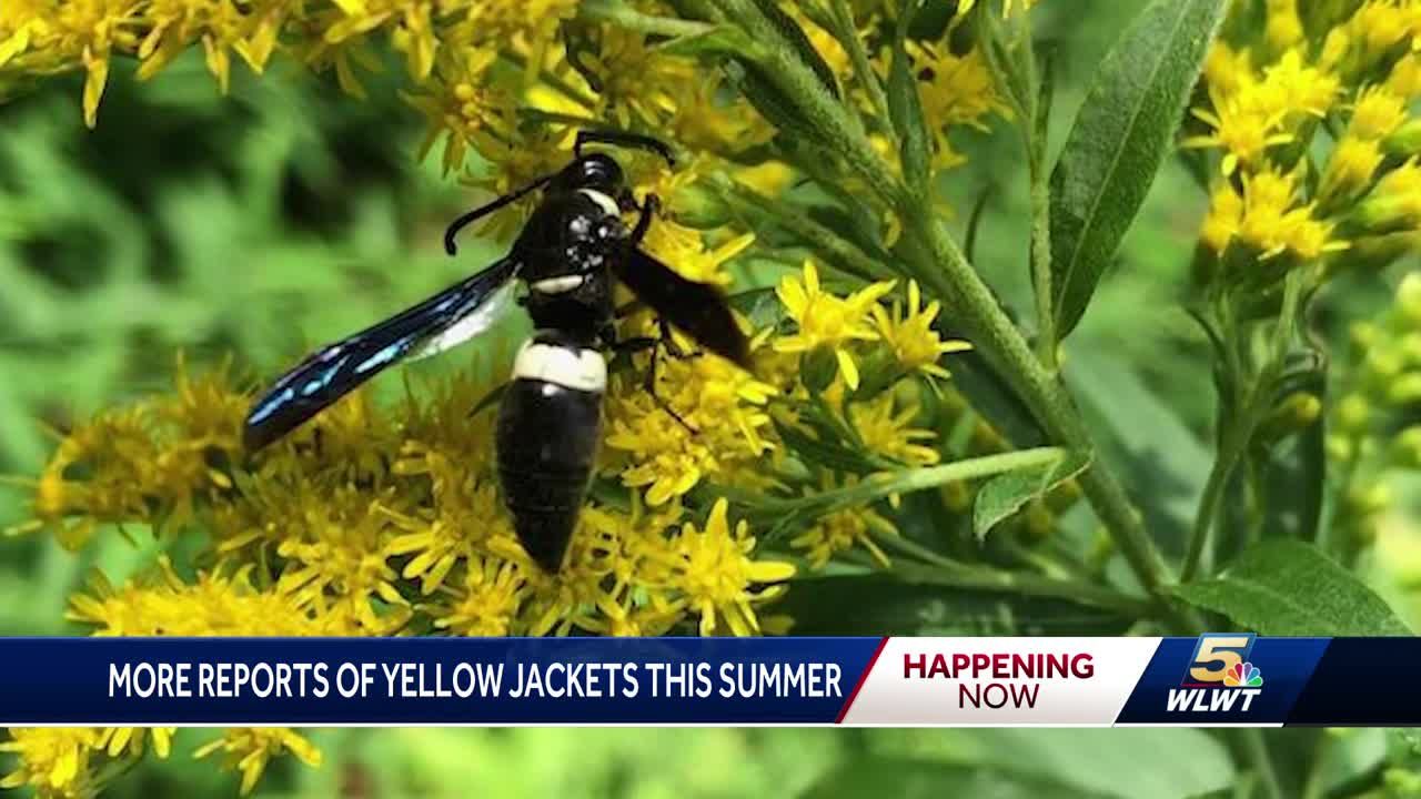 Yellowjacket summer surge: Why you're seeing more wasps this season