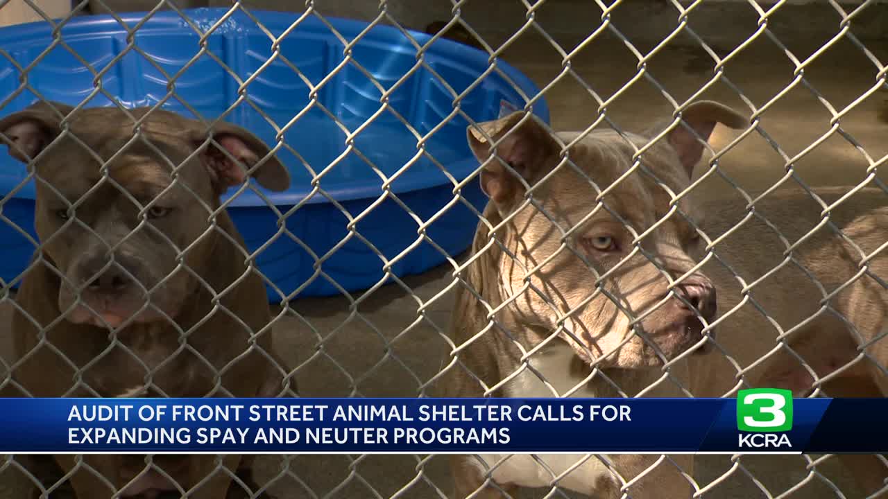 Audit finds overcrowding, low revenue at Sacramento animal shelter