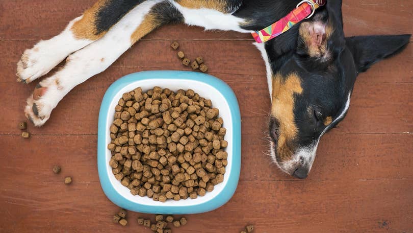 Recall issued for Purina prescription dry dog food over concerns