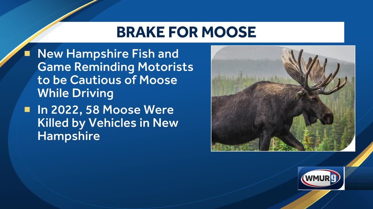 New Hampshire Fish & Game reminding drivers to be cautious while admiring foliage due to moose on the move