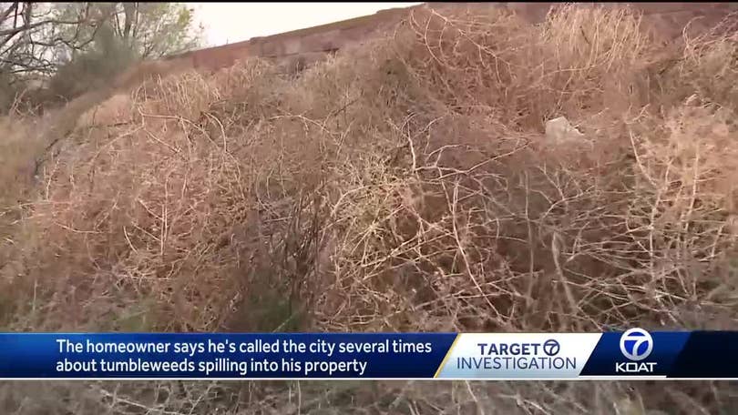 Giant tumbleweed in my yard: KOB - bend branches