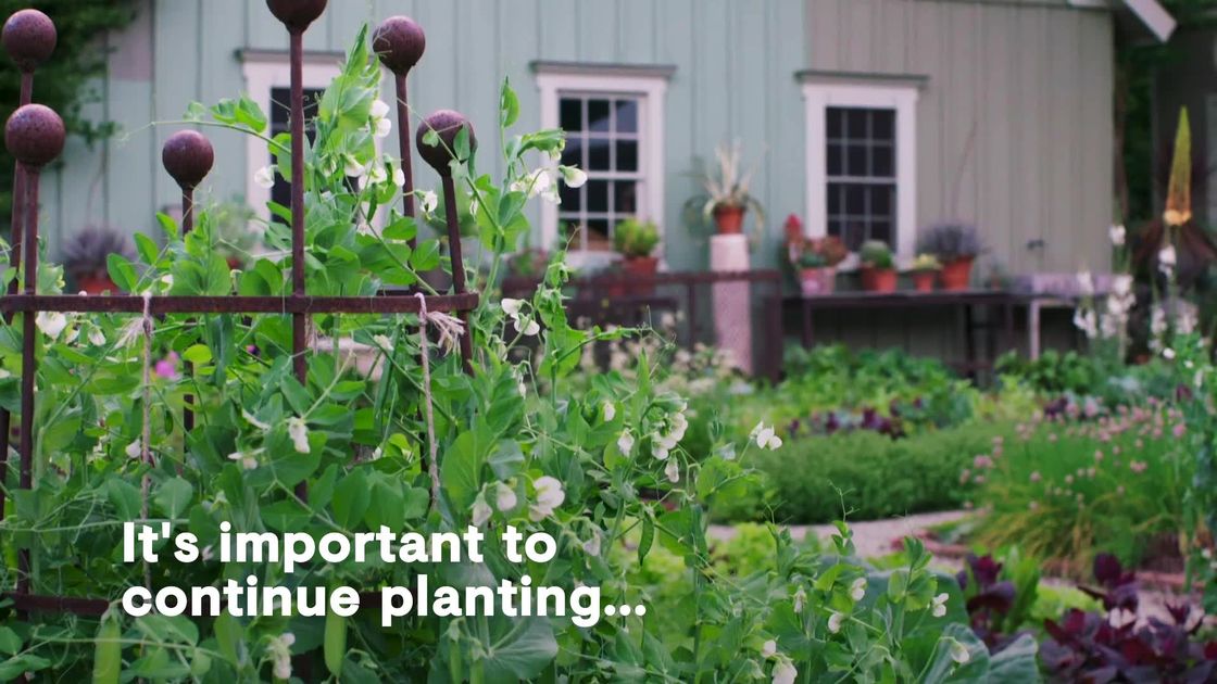 preview for Bunny Williams's Tips for Creating an Edible Garden in Any Size Yard