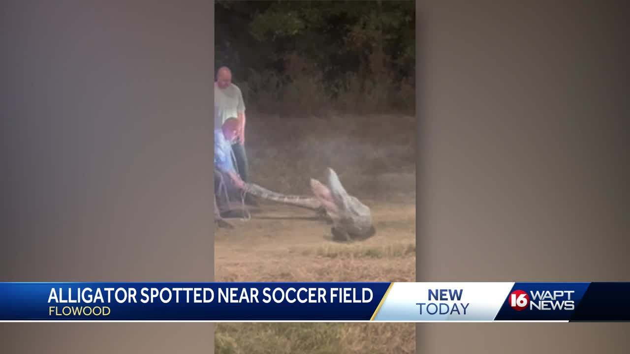 Huge alligator captured next to Flowood soccer fields
