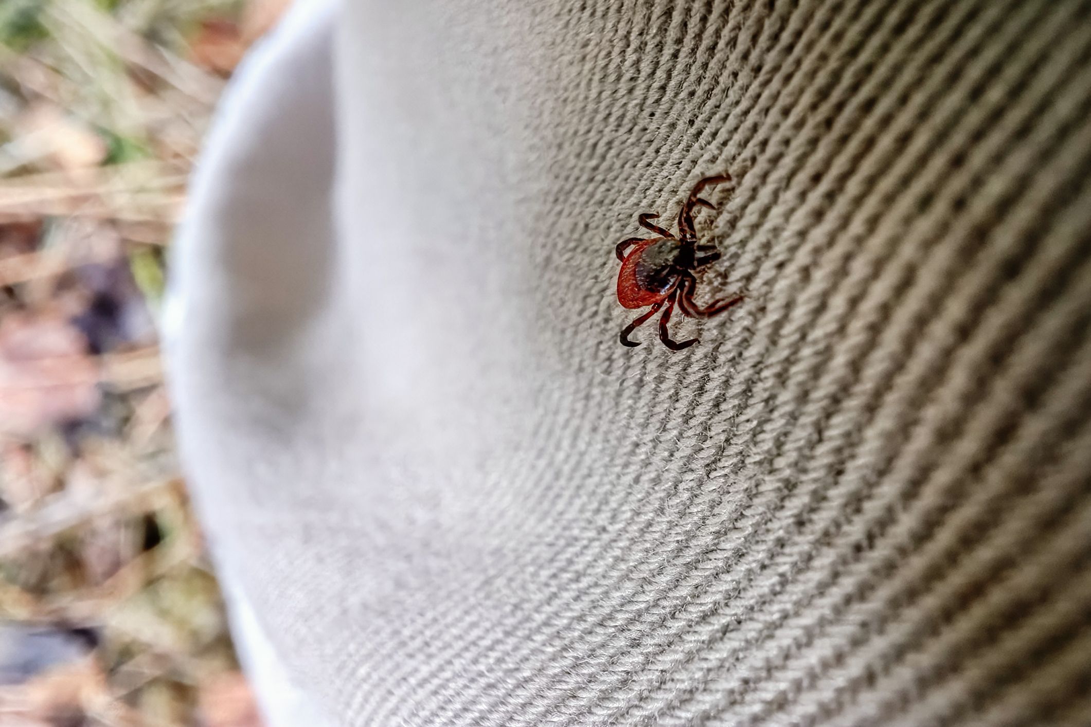 Doctor on new strain of bacteria discovered in rabbit ticks