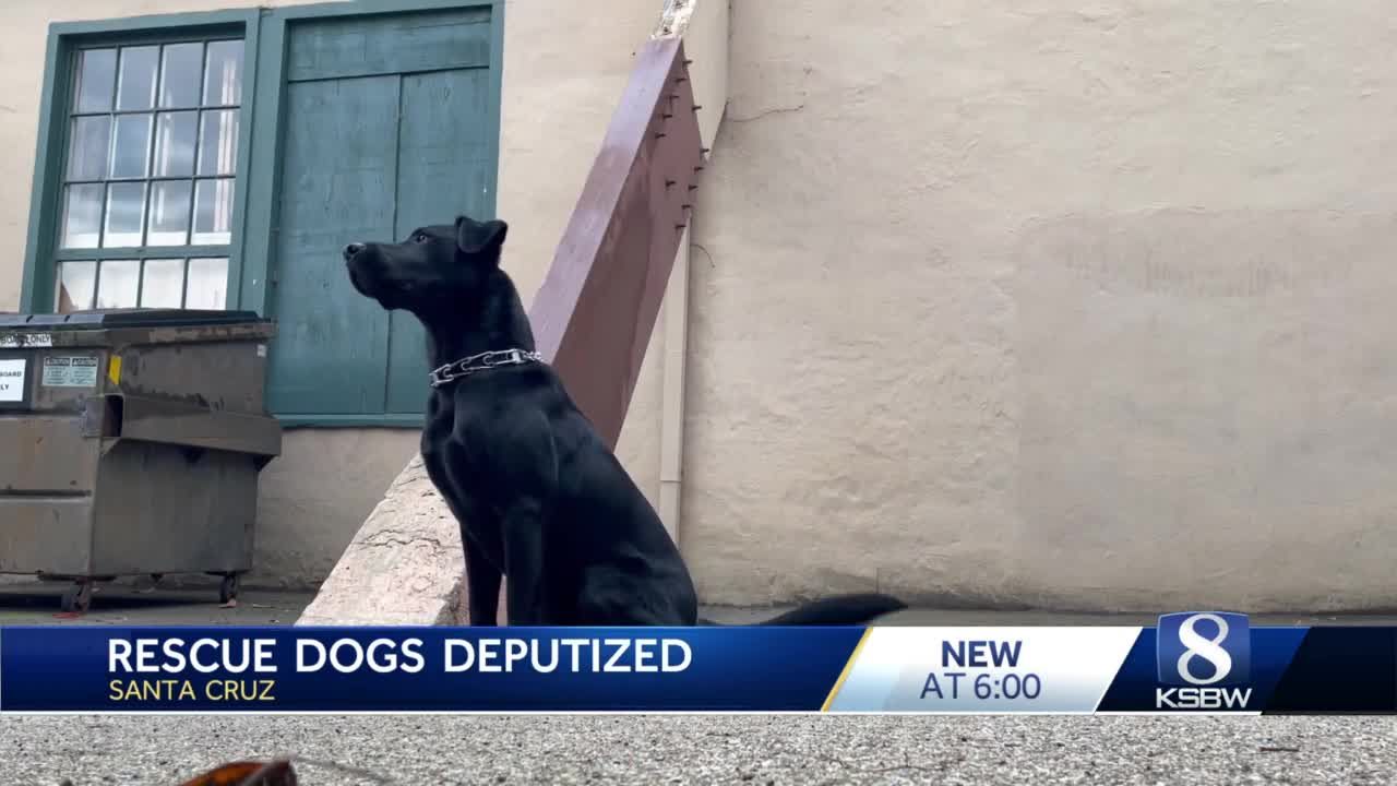 Rescue dogs have a new home at the SCC Sheriff s Department