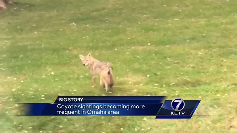 Coyote sightings becoming more frequent