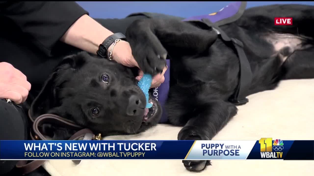 WBAL-TV's Puppy with a Purpose has a name!