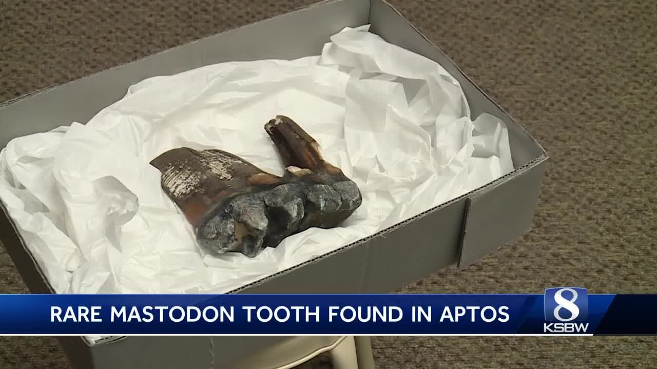 Mastodon tooth found on California beach on public display