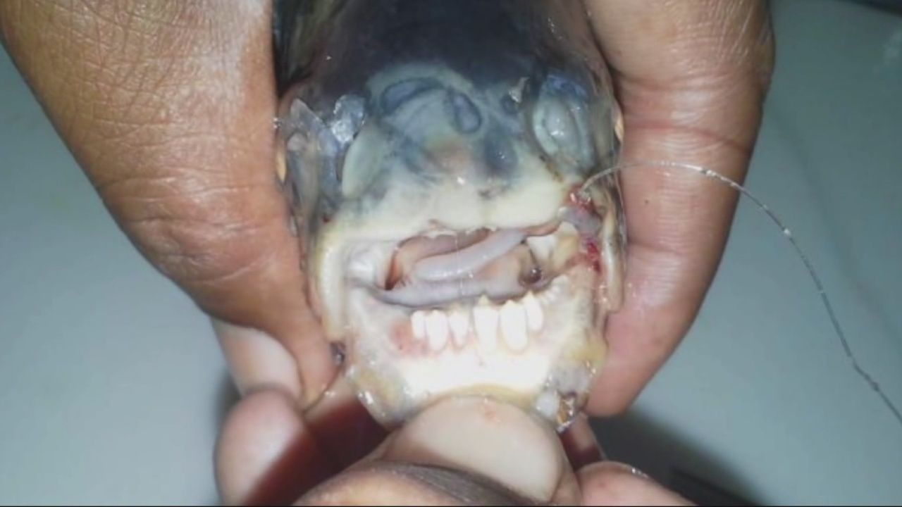 Is This Really a Fish With a Human Face?