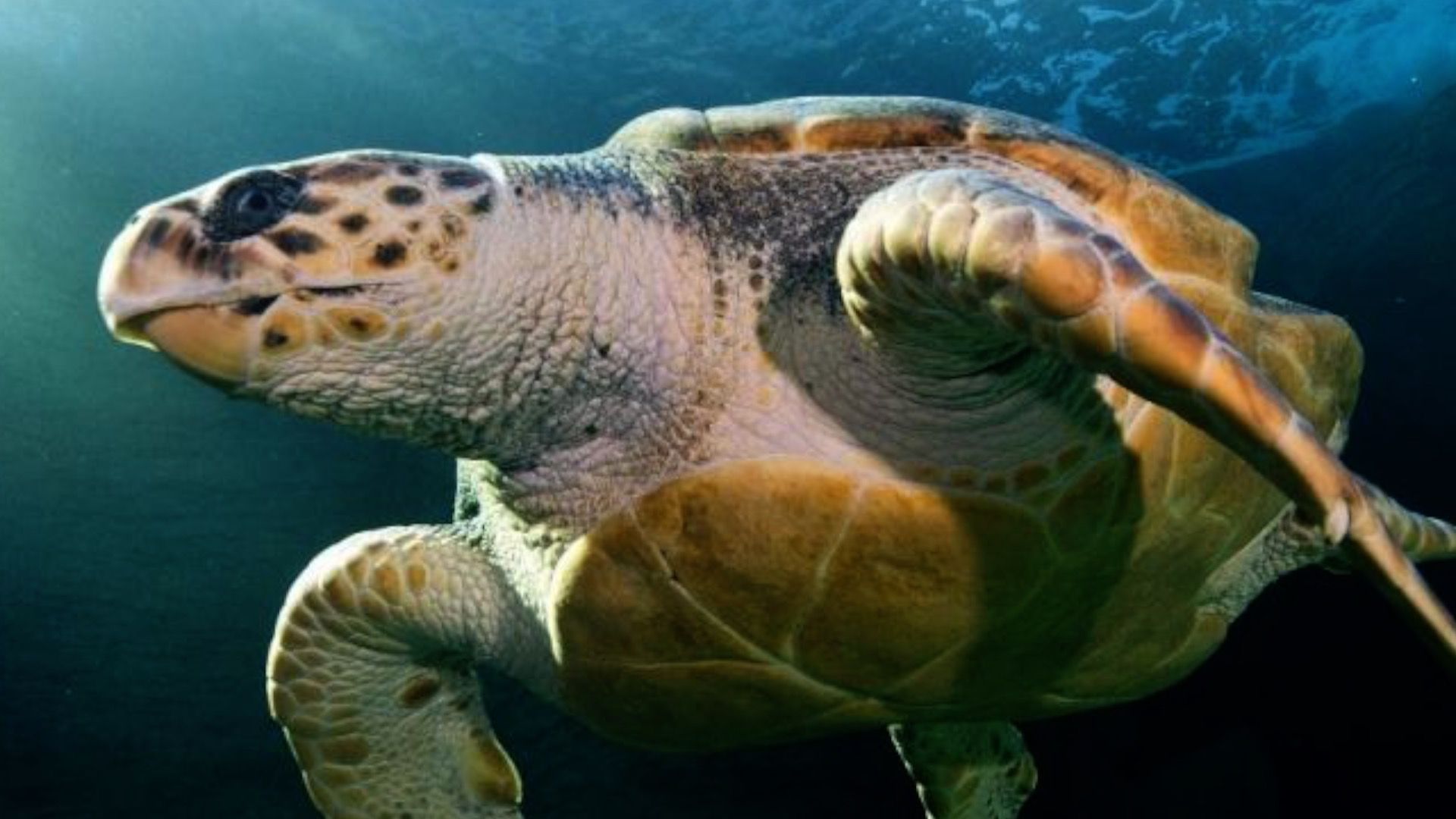 How Long Is A Sea Turtle Pregnant For
