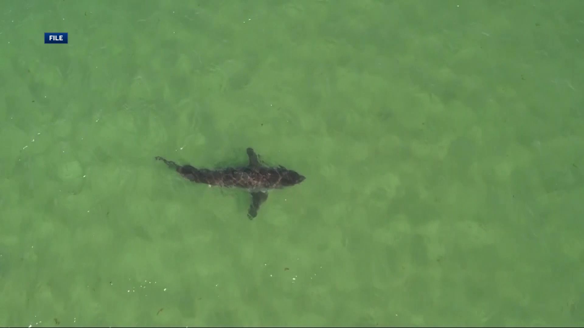 First great white sharks of the season spotted off Cape Cod