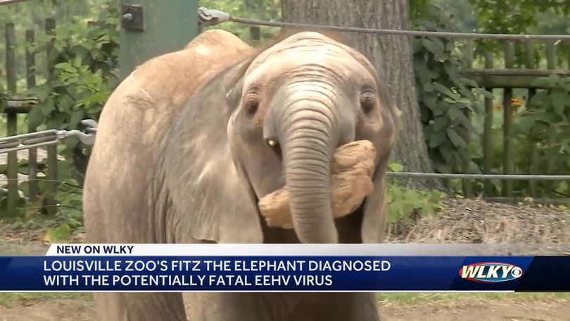 Louisville Zoo elephant Fitz diagnosed with potentially fatal virus