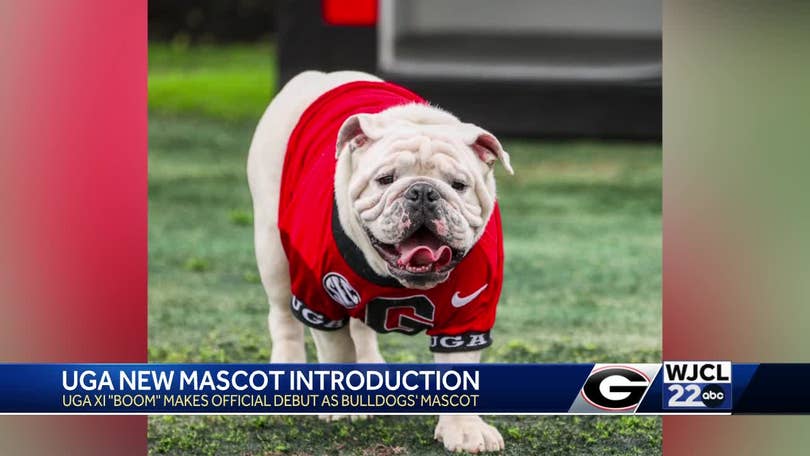 Photos: Boom the Bulldog takes his place as Uga XI at G-Day