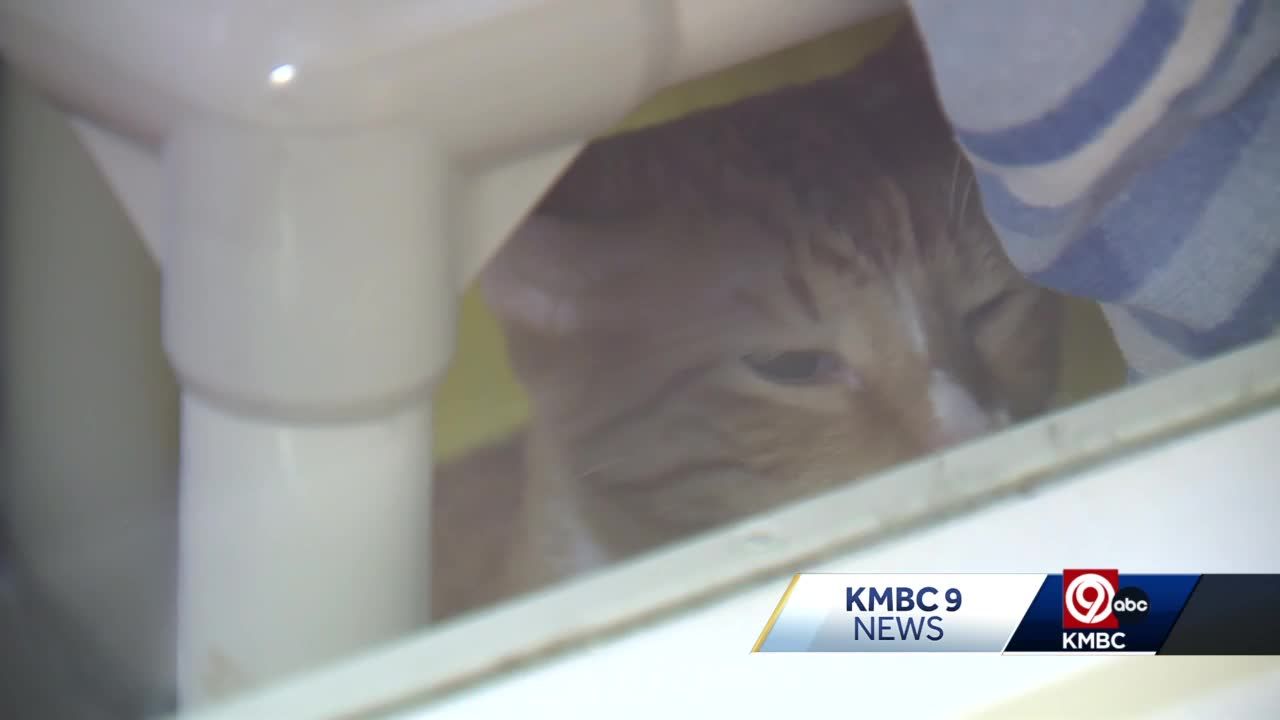 Almost every cat featured in viral Tik Tok posted by Kansas City animal shelter adopted
