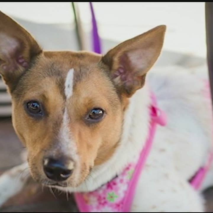 Cross-country rescue pulled off for Tri-State dog left at kill shelter Cross-country rescue pulled off for Tri-State dog left at kill shelter