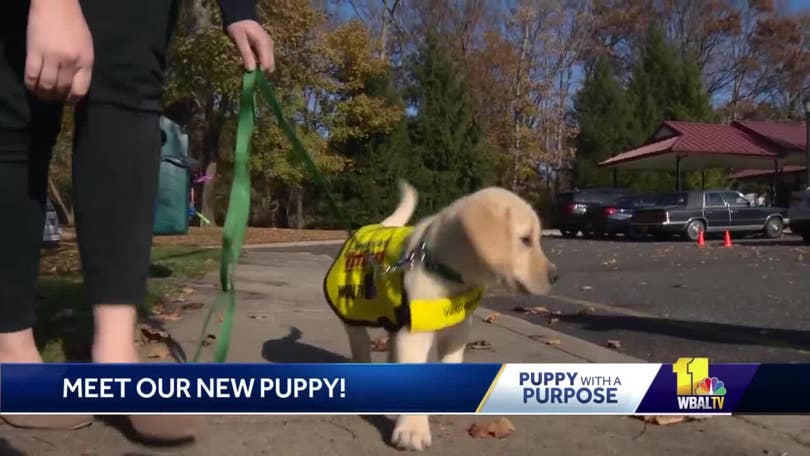 WBAL-TV's Puppy with a Purpose has a name!