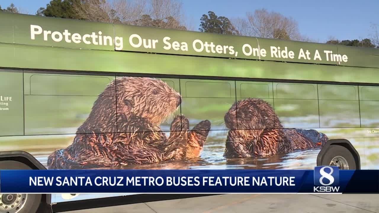 Santa Cruz Metro covers buses with wildlife launches