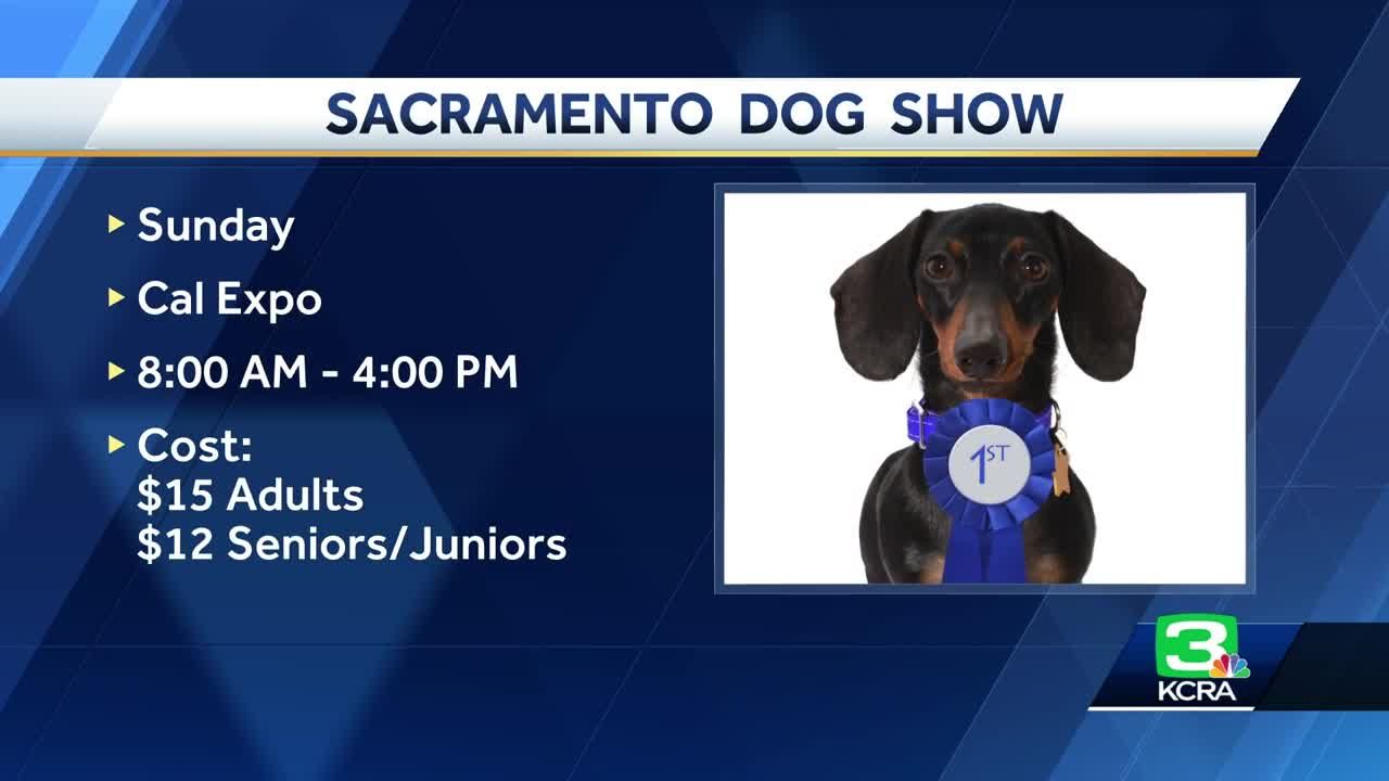 Sacramento dog sale show