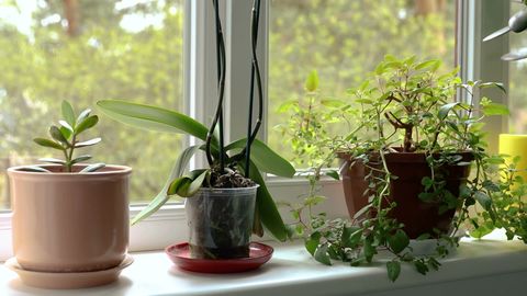 Moeras versieren extreem 20 makkelijke kamerplanten - deze sterke planten wil je hebben