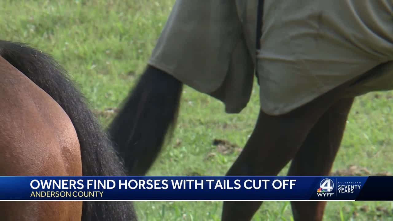 Who is cutting the tails off these horses?