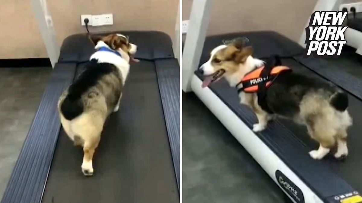 preview for Lazy dog watches fit dog work out
