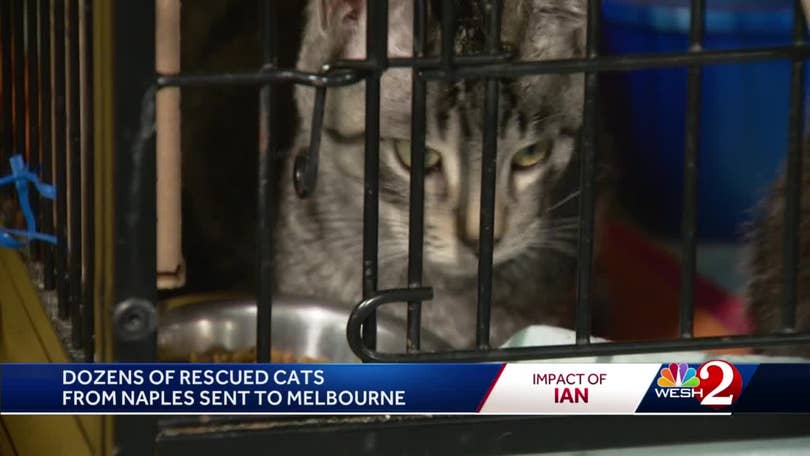 Cats rescued from Hurricane Ian ready for new homes