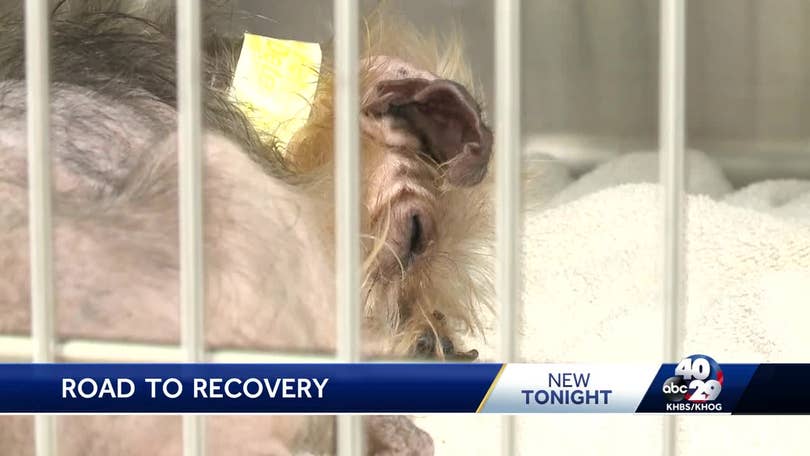 70 rescued dogs treated by local vets following arrest