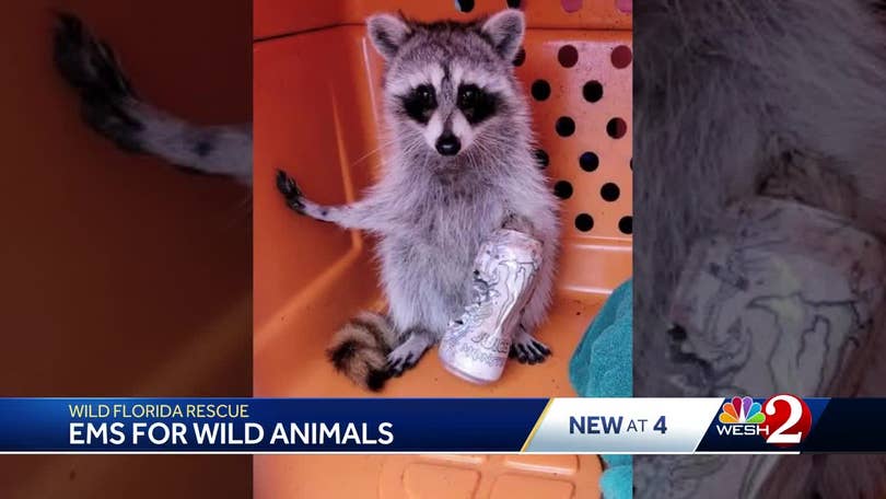 All we wanted to do was save wildlife': Florida nonprofit is an 