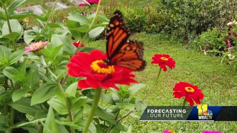 Good news for monarch butterflies? – W&M News