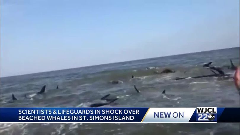 Why did dozens of whales beach themselves on St. Simons Island? Many  questions remain