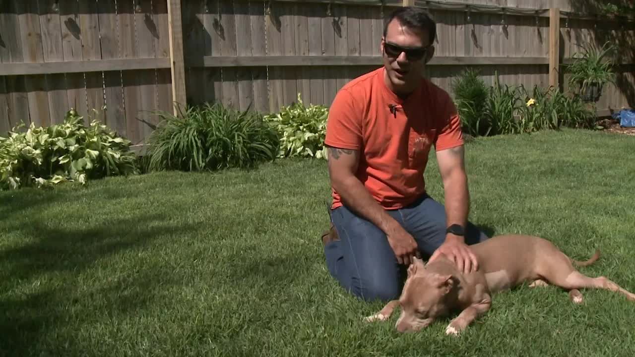 She is one of the most loving dogs I ever met': Man adopts dog he saved  after stabbing