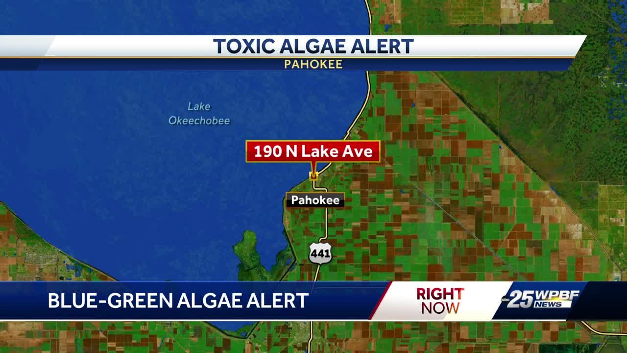 FDOH issues algae alert for waterways in Palm Beach County