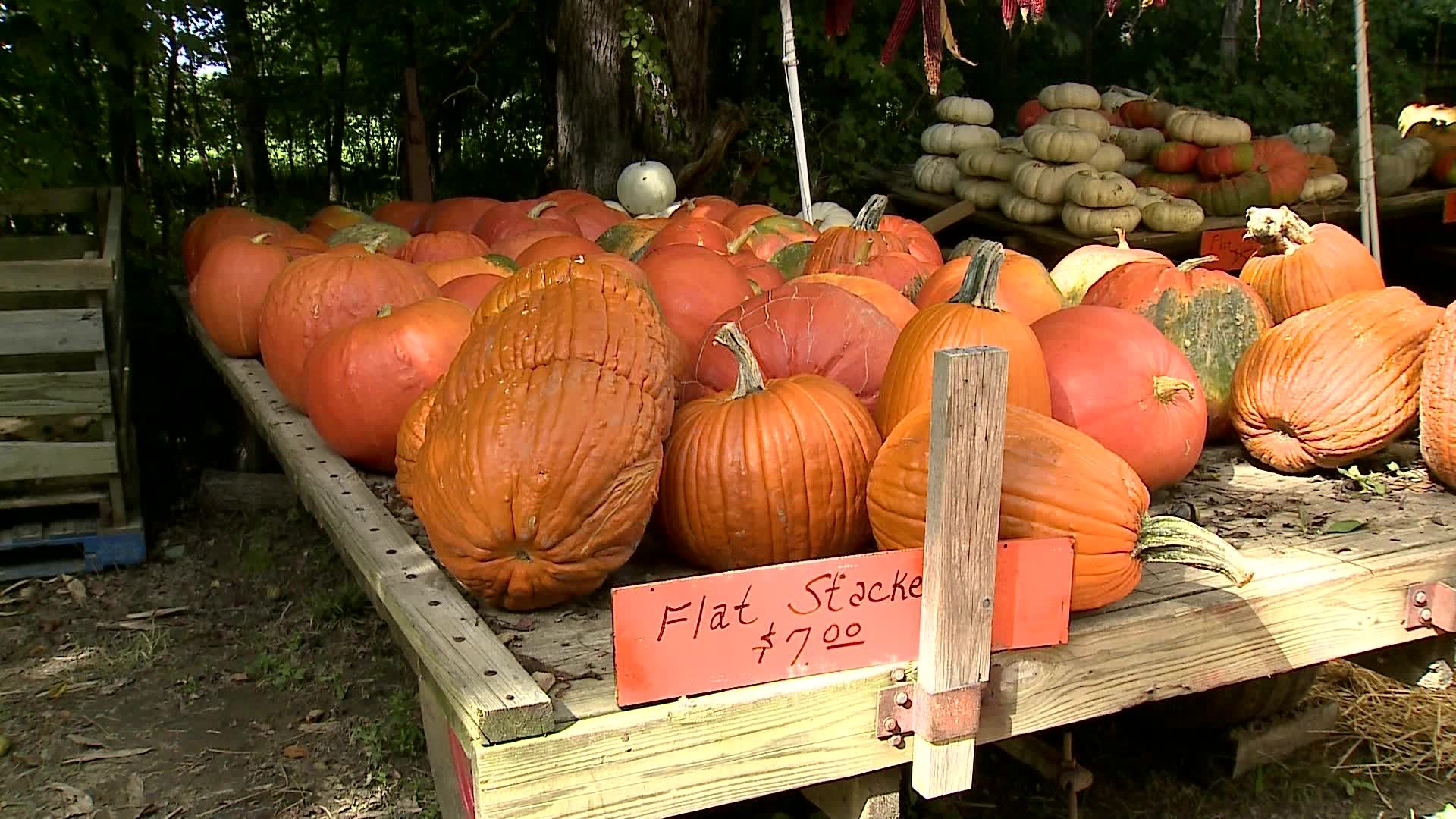 pumpkin patch louisville