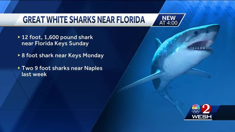 Great white sharks are hanging out off the SC coast. They're here