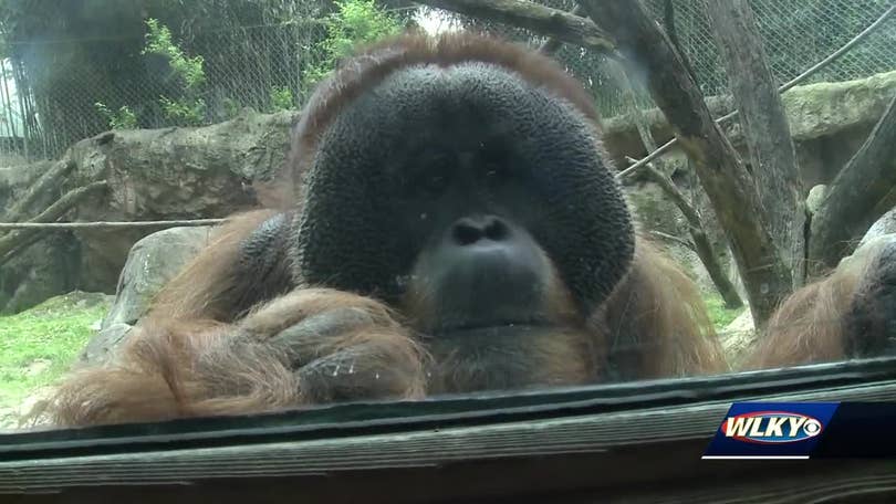 Orangutan at Louisville Zoo Asking to See What's Inside Visitor's Purse Is  Priceless - PetHelpful News