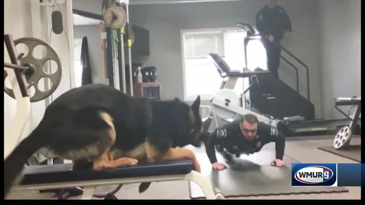 Police dog best sale doing push ups