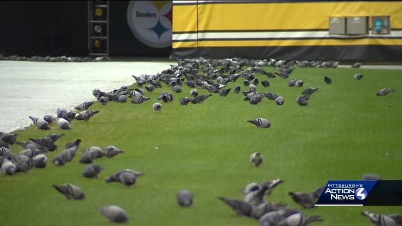 Faster than a Steeler or Buccaneer, a flock of pigeons stayed in the game  Sunday