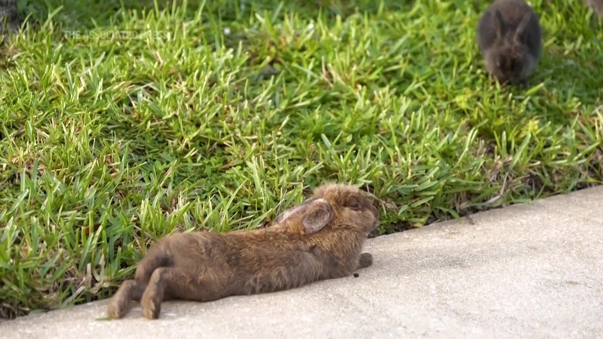 Fuzzy invasion of domestic rabbits has Florida suburb on hunt for new owners