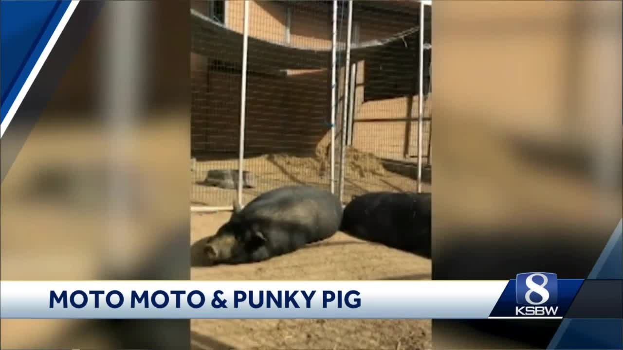 KSBW Pets of the Weekend: Moto Moto & Punky Pig