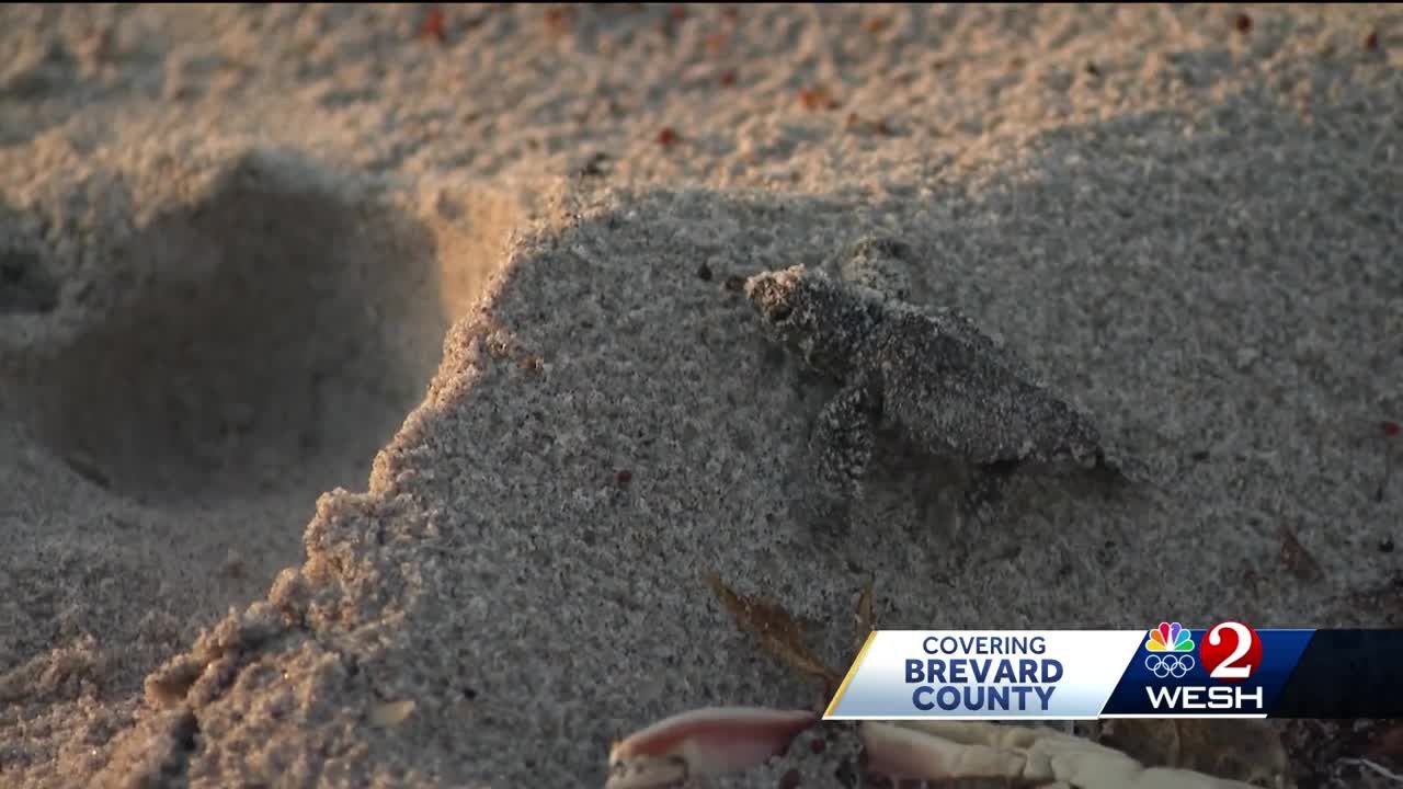 How to help protect sea turtles during nesting season in Florida