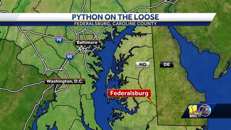 Python At Large in Federalsburg, Latest News