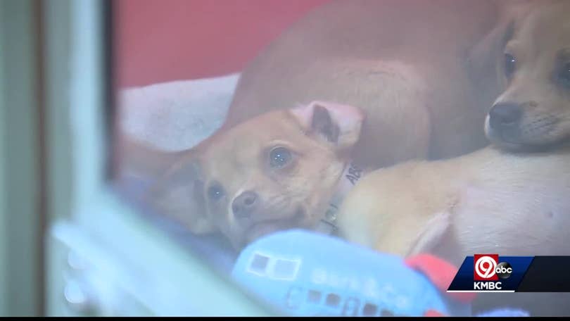 Wayside Waifs Asks For Help Getting 15 New Puppies Adopted